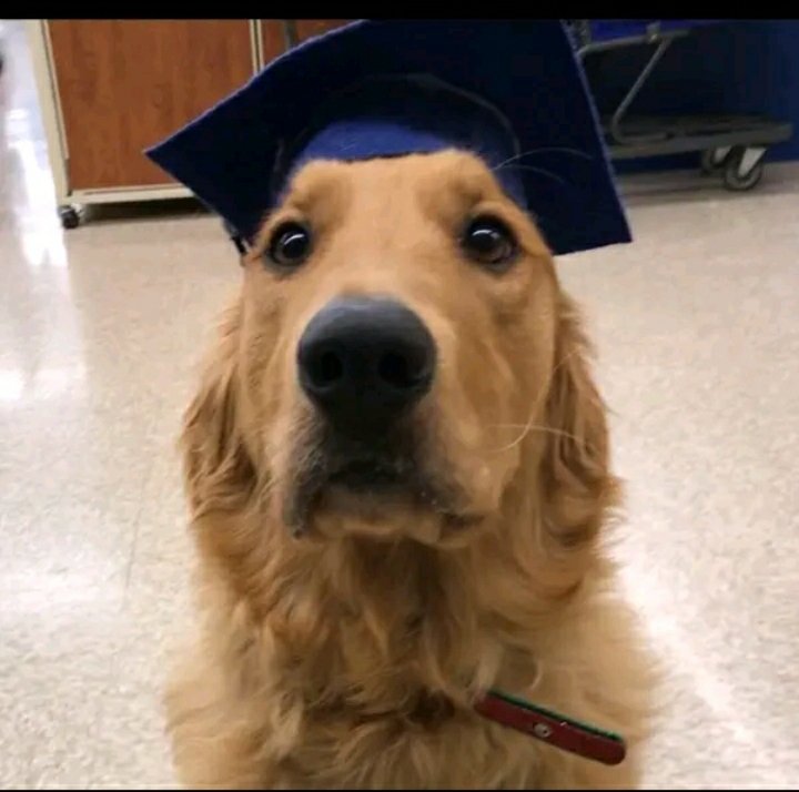 My boy getting his Masters in Sit and Stay.