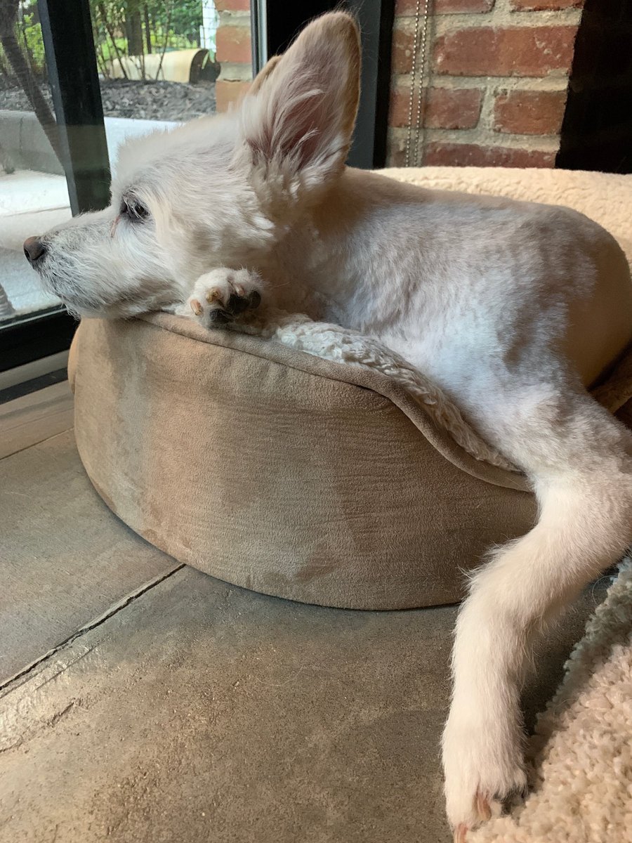 AnnaFortina's tweet photo. @KristinaSlater Linus says hello! #NationalDogDay https://t.co/7p1fG6HEWs