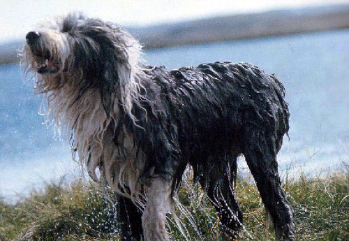 a thread of paul mccartney and martha the sheepdog for   #InternationalDogDay   #NationalDogDay