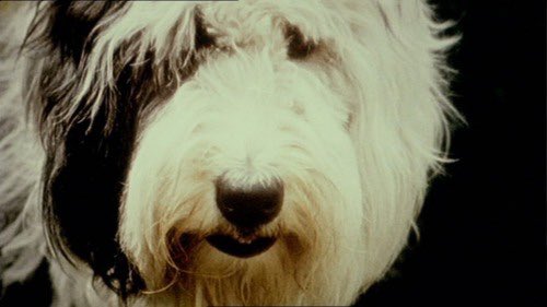 a thread of paul mccartney and martha the sheepdog for  #InternationalDogDay  #NationalDogDay