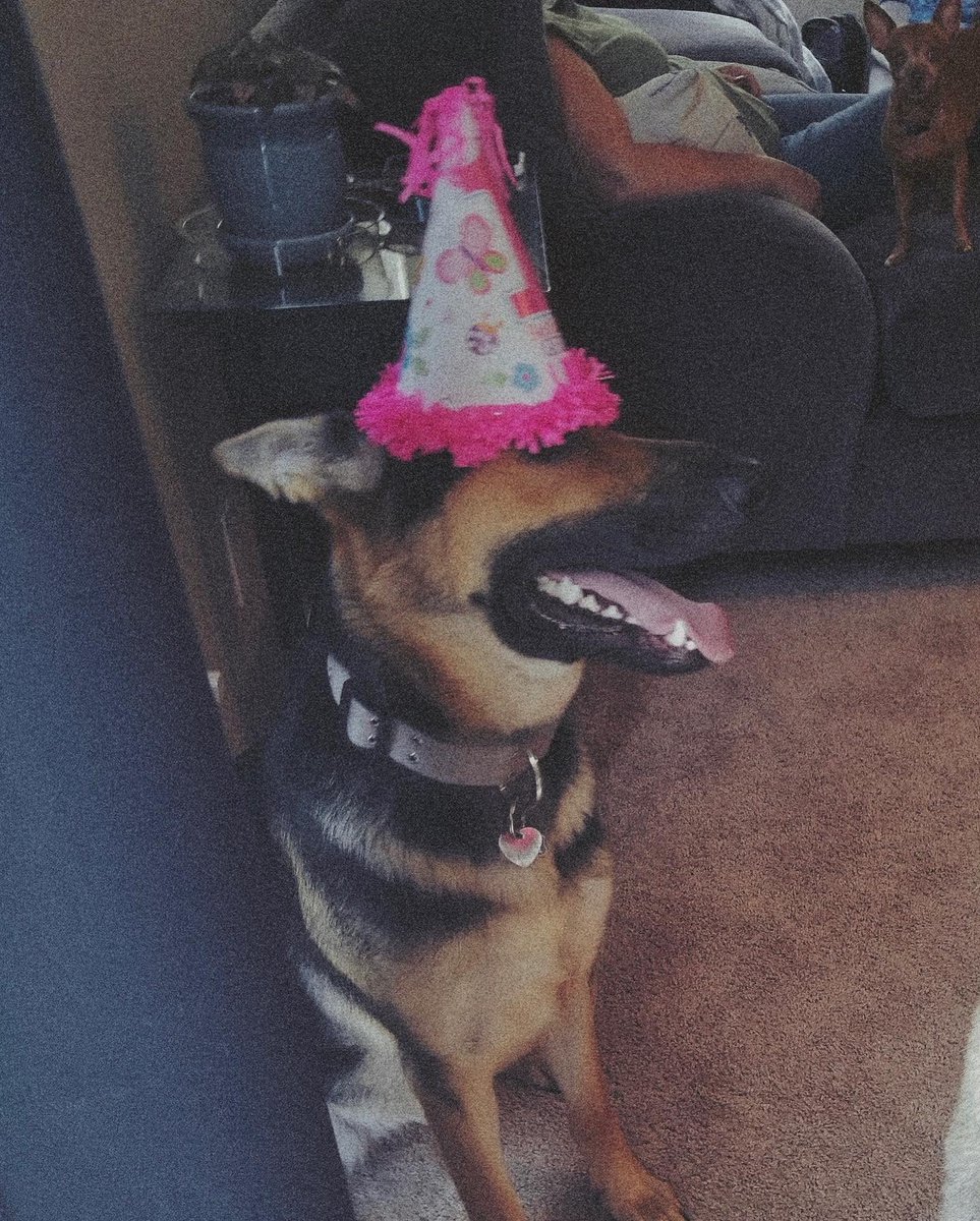 valchenel_'s tweet photo. I hired them both as protectors of the fort... they both turned out to be complete dweebs! 🤦🏻‍♀️ #landwhales #NationalDogDay #GermanShepherds https://t.co/ct5cNQXPl5
