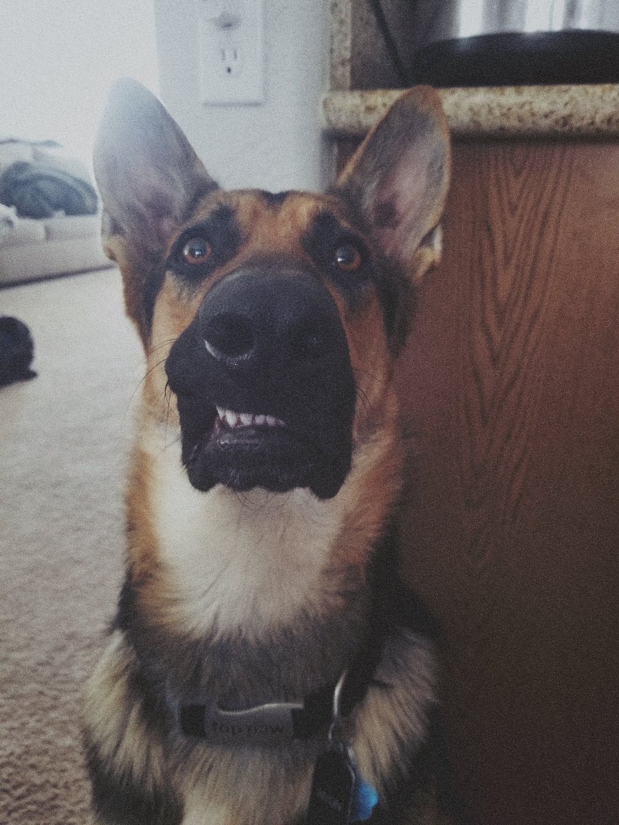 valchenel_'s tweet photo. I hired them both as protectors of the fort... they both turned out to be complete dweebs! 🤦🏻‍♀️ #landwhales #NationalDogDay #GermanShepherds https://t.co/ct5cNQXPl5