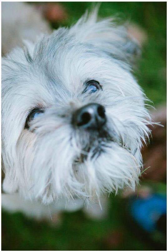daynatouron's tweet photo. So itβs #NationalDogDay but I have to post all my loves. Here are my Beau and Miss Marcy Moonpie, and also my sweet old boy Wampa, who Iβll remember and love for all of my days. #uncgpets https://t.co/k8t1GkvPn1
