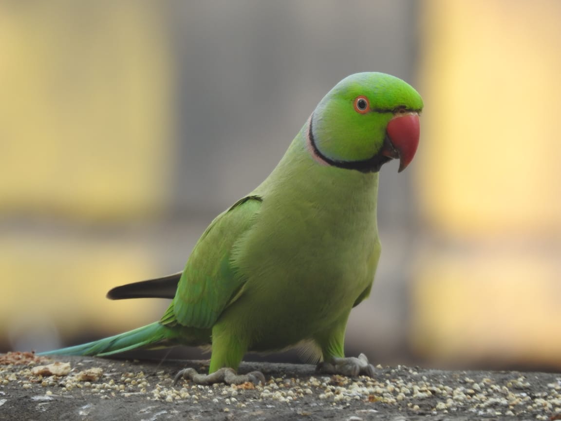 “Hold fast to dreams, for if dreams die, life is a broken-winged bird that cannot fly.”
#MajhaClick
#माझाक्लिक 
#पोपट 
#GoodMorningTwitterWorld 
#Goodreads 
#birdphotography 
#Bird 
#parrot 
#greenparrot