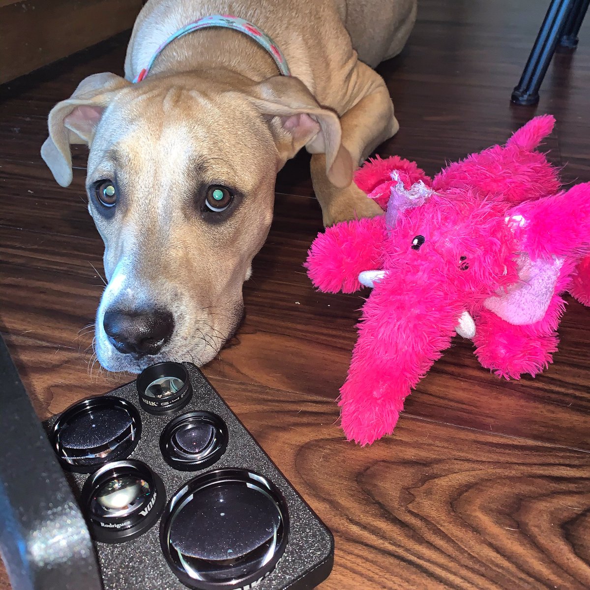 Dogtor Peaches and her assistant think hard as they decide which lens to use for their next patient. #internationaldogday #puppystagram #puppiesofinstagram #dogsofinstagram #ophthalmology #eye #puppy @uiowaeye @uihealthcare @Kayla__Walter @highhopemyope @drdotson @ASGoldsteinMD