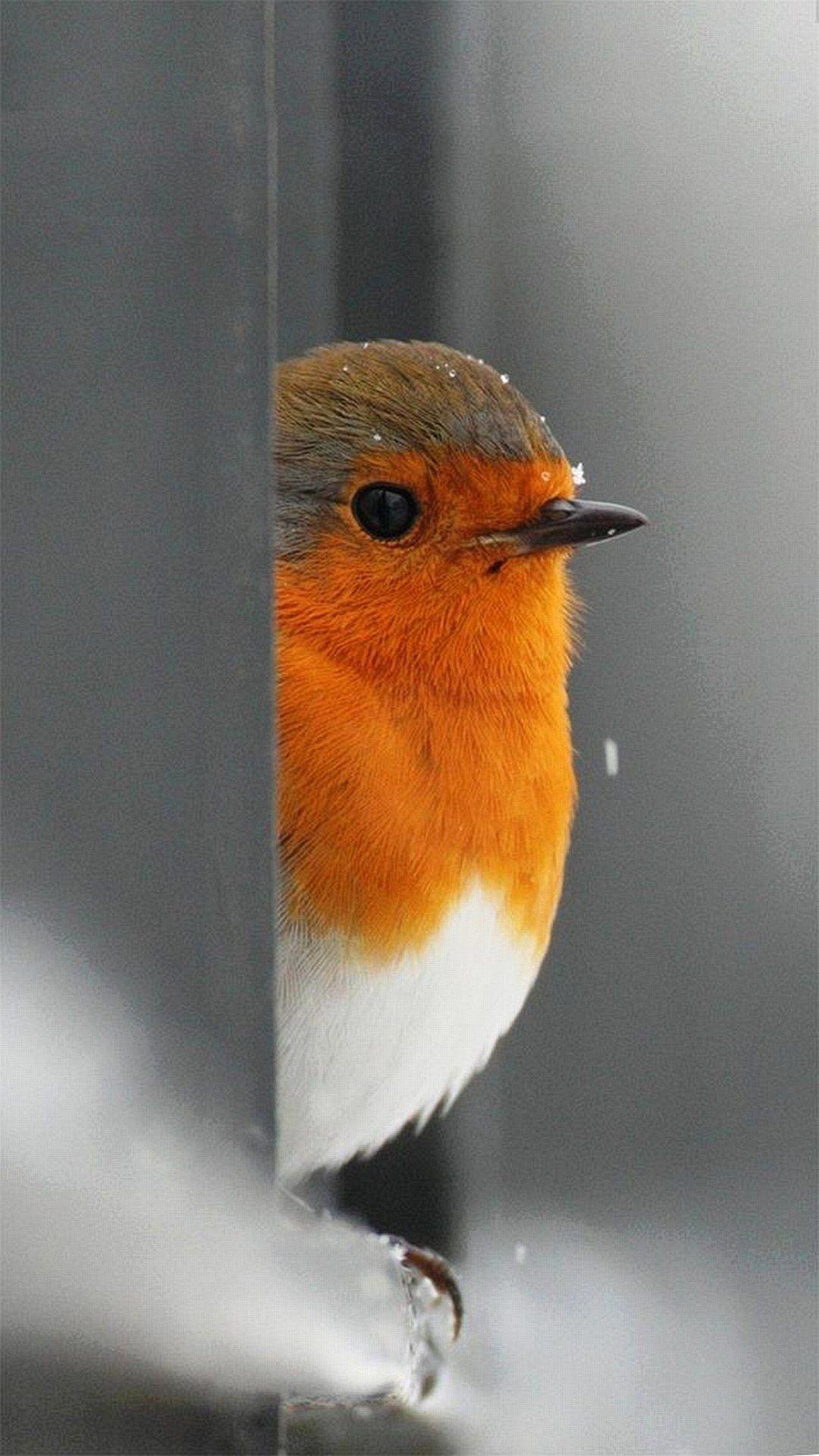 Wallpaper on Twitter: Wallpaper on Twitter: