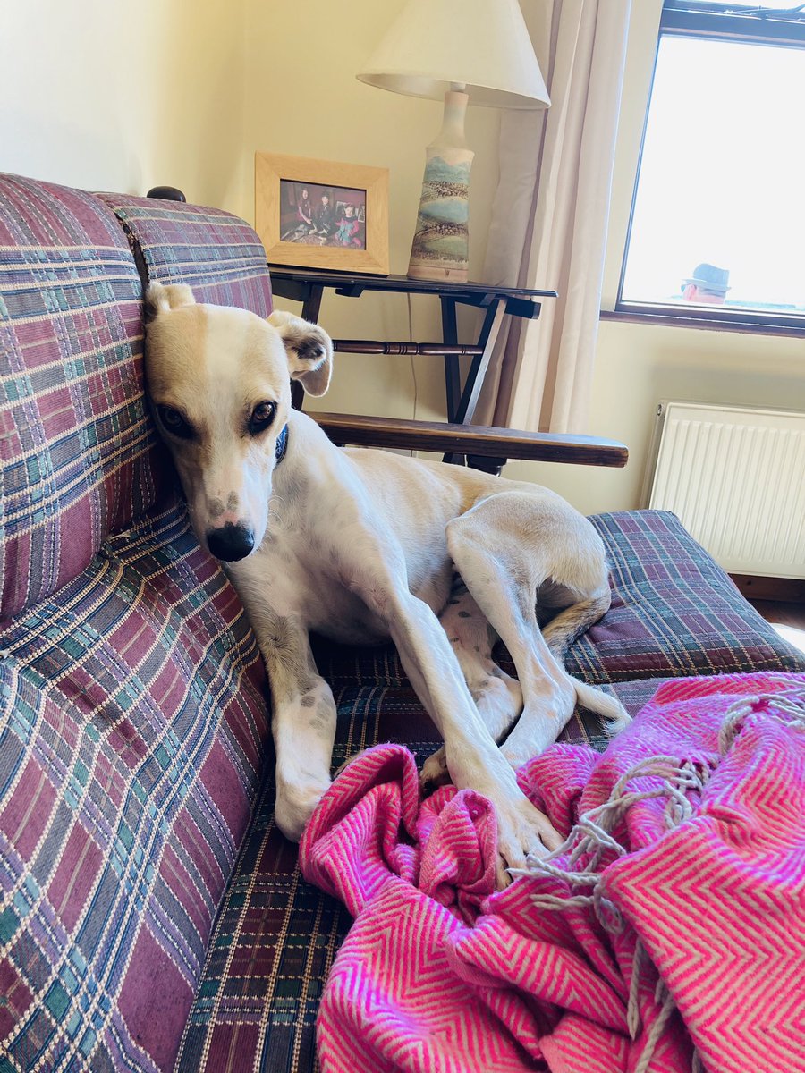 LABoyle2's tweet photo. My beloved, beautiful Valentine ♥️
How did I go through so much of my adult life without a dog?! What was I thinking?! The fun, love and joy they bring 🥰 Love you Val 😍#foreverhome #sighthounds #rescuedog #WAiG #adoptdontshop
#internationaldogday https://t.co/HivxBtVx1M