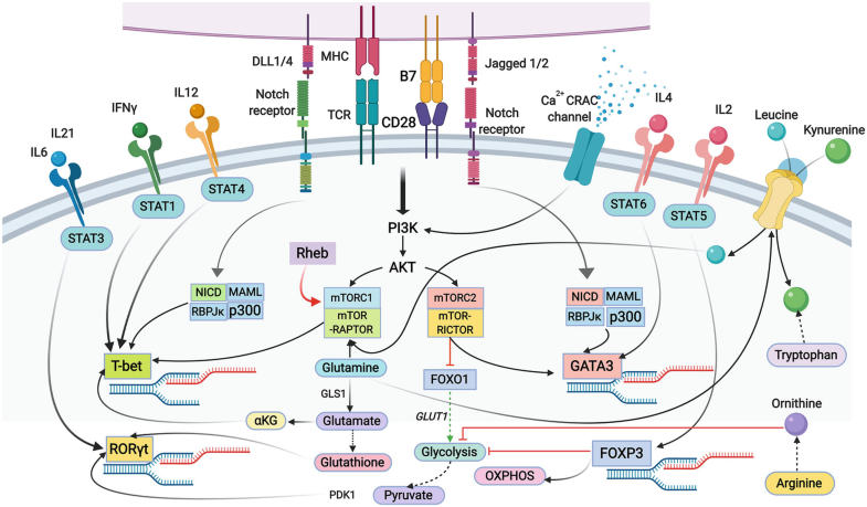 ImmunoMet's tweet photo. Excellent review worth reading:

T-Cell Activation and Differentiation: Role of Signaling and Metabolic Cross-Talk

#Immunomogy #metabolism 

https://t.co/4Am46Wkyi3 https://t.co/klvzGhAnfH