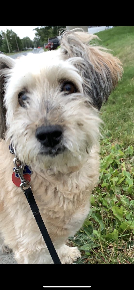 Just2seeUhappy's tweet image. #HappyDogDay #MrGriffin🐾