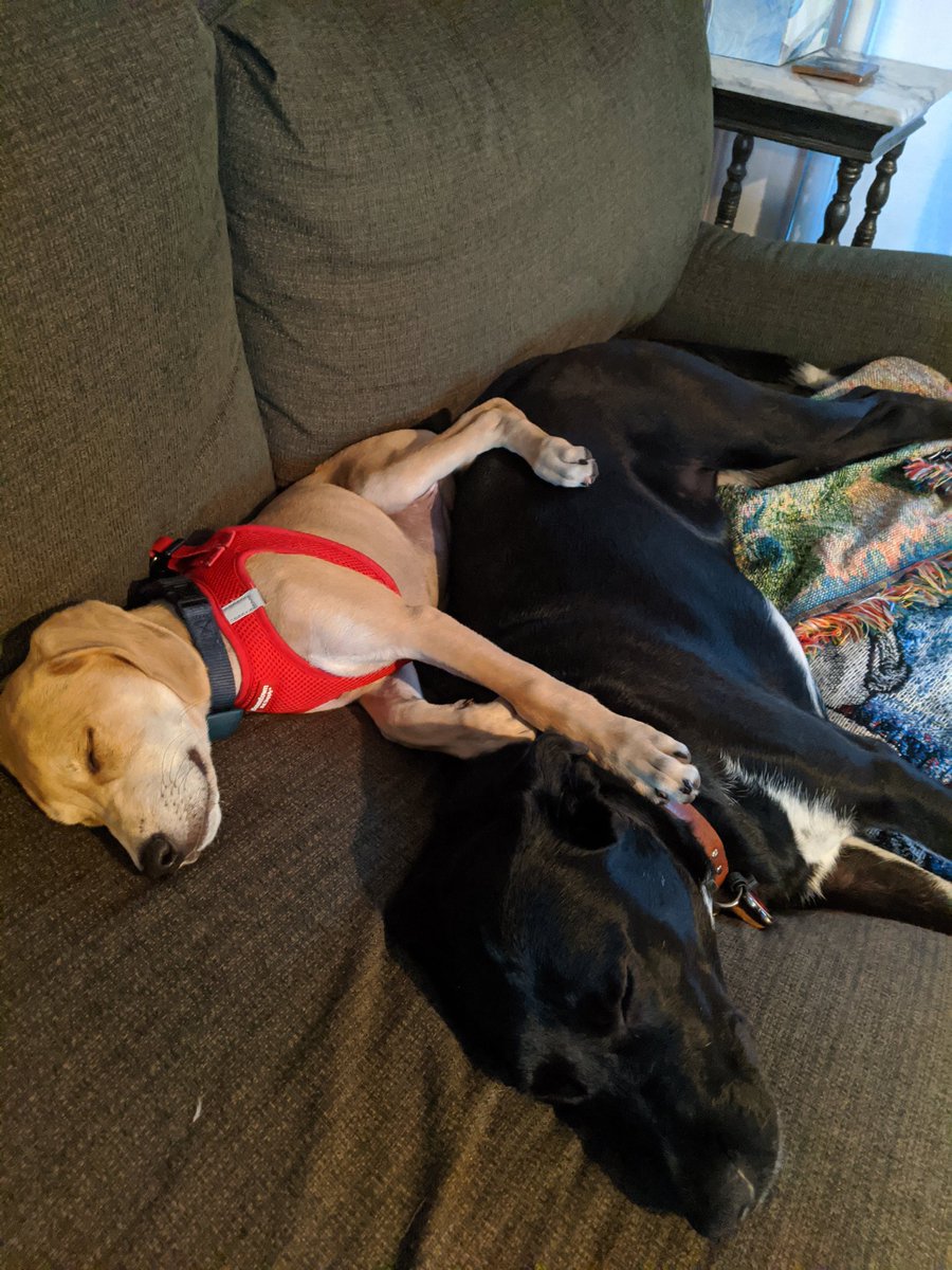 ktmannin's tweet photo. @dog_rates This is Minnie and Lola. They kindly ask you to let them rest their eyes just a little bit longer. Very tired from booping all morning. https://t.co/nTmfMyJE6h
