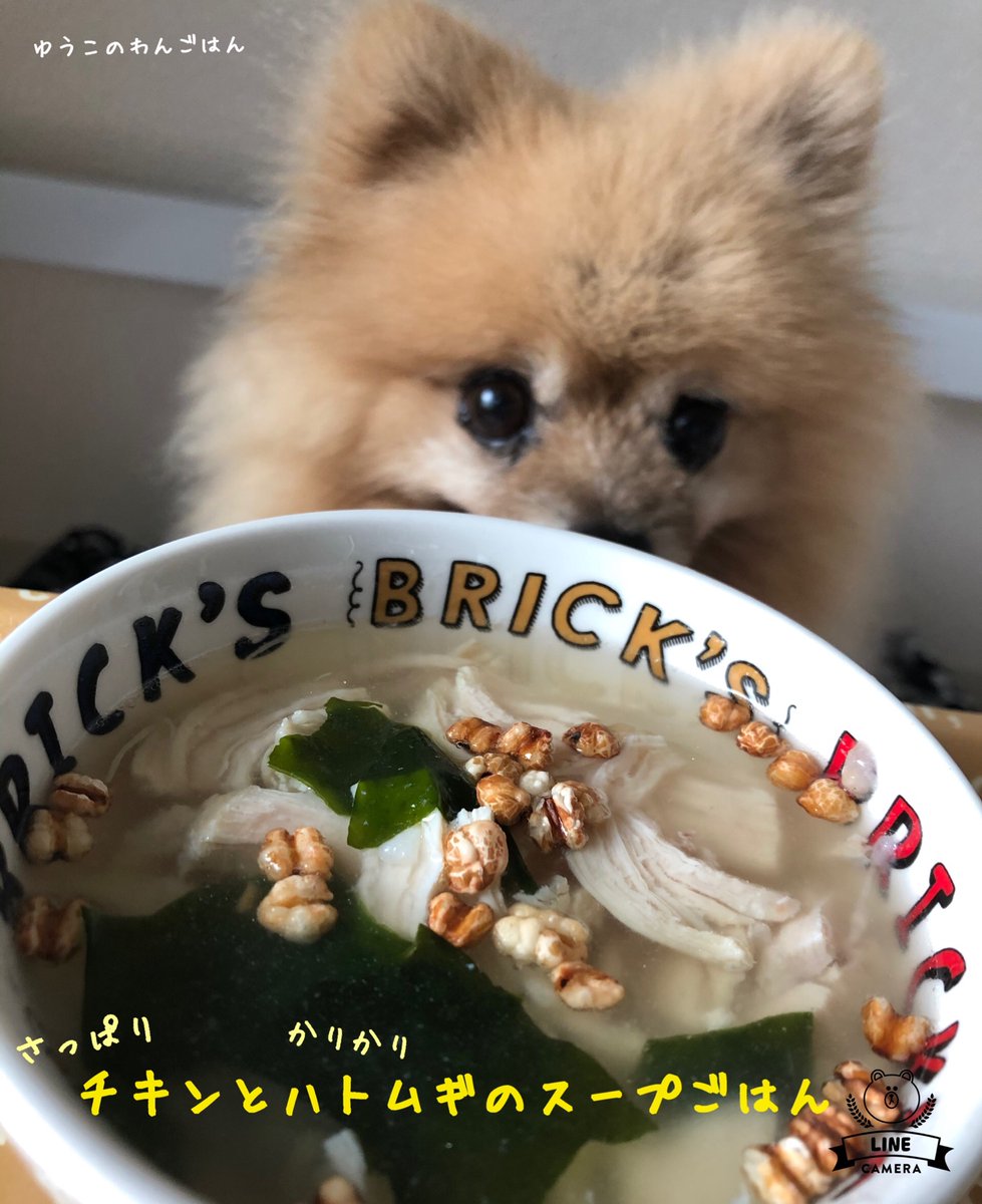 かとうゆうこ ペットに手作り食 ゆうこのわんごはん 8 26 さっぱりチキンと かりかりハトムギのスープごはんをぺろりんこ ゆうこのわんごはん ポメラニアンえびす 手作り犬ごはん 犬ごはんレシピ さっぱりチキンとかりかりハトムギのスープごはん かとうゆうこ ペットに手作り食 ゆうこのわんごはん 8 26 さっぱりチキンと かりかりハトムギのスープごはんをぺろりんこ ゆうこのわんごはん ポメラニアンえびす 手作り犬ごはん 犬ごはんレシピ さっぱりチキンとかりかりハトムギのスープごはん