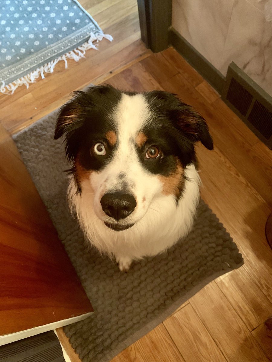 ericax0's tweet photo. Wishing my goodest boy a happy national doggy day 💕 every day is your day my angel baby ☺️ https://t.co/vwlMISWM4r