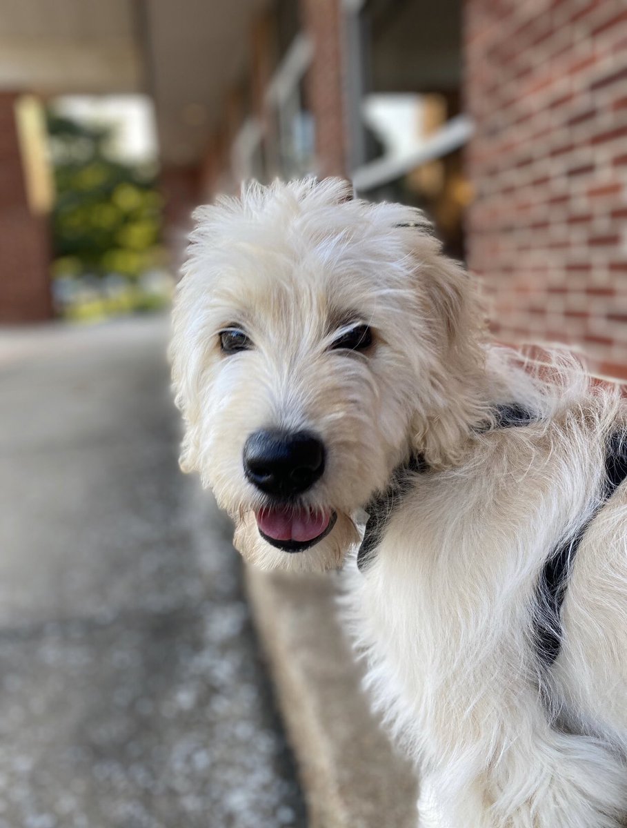 brianbeavers's tweet photo. @dog_rates Stella Rose the #Labradoodle wants in on this. https://t.co/NGJI7XuAiY