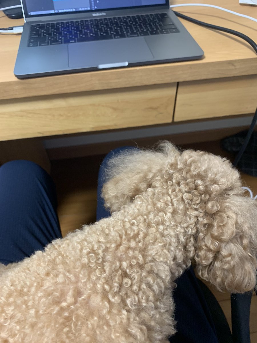 bs_823's tweet photo. 家の改装工事で騒がしいから犬がビビって膝から離れん https://t.co/3Lb1JDwFwF
