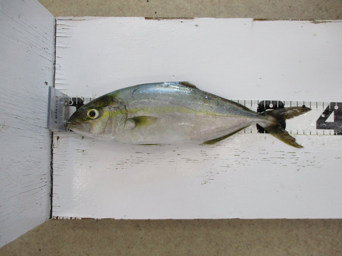 釣侍北茨城 当店常連様より持ち込み釣果がありました 大津港にてカンパチ36cm 泳がせ釣りでの釣果です カンパチも大きくなってきましたね 今後が楽しみです 釣侍北茨城 当店常連様より持ち込み釣果がありました 大津港にてカンパチ36cm 泳がせ釣りでの釣果です カンパチも大きくなってきましたね 今後が楽しみです
