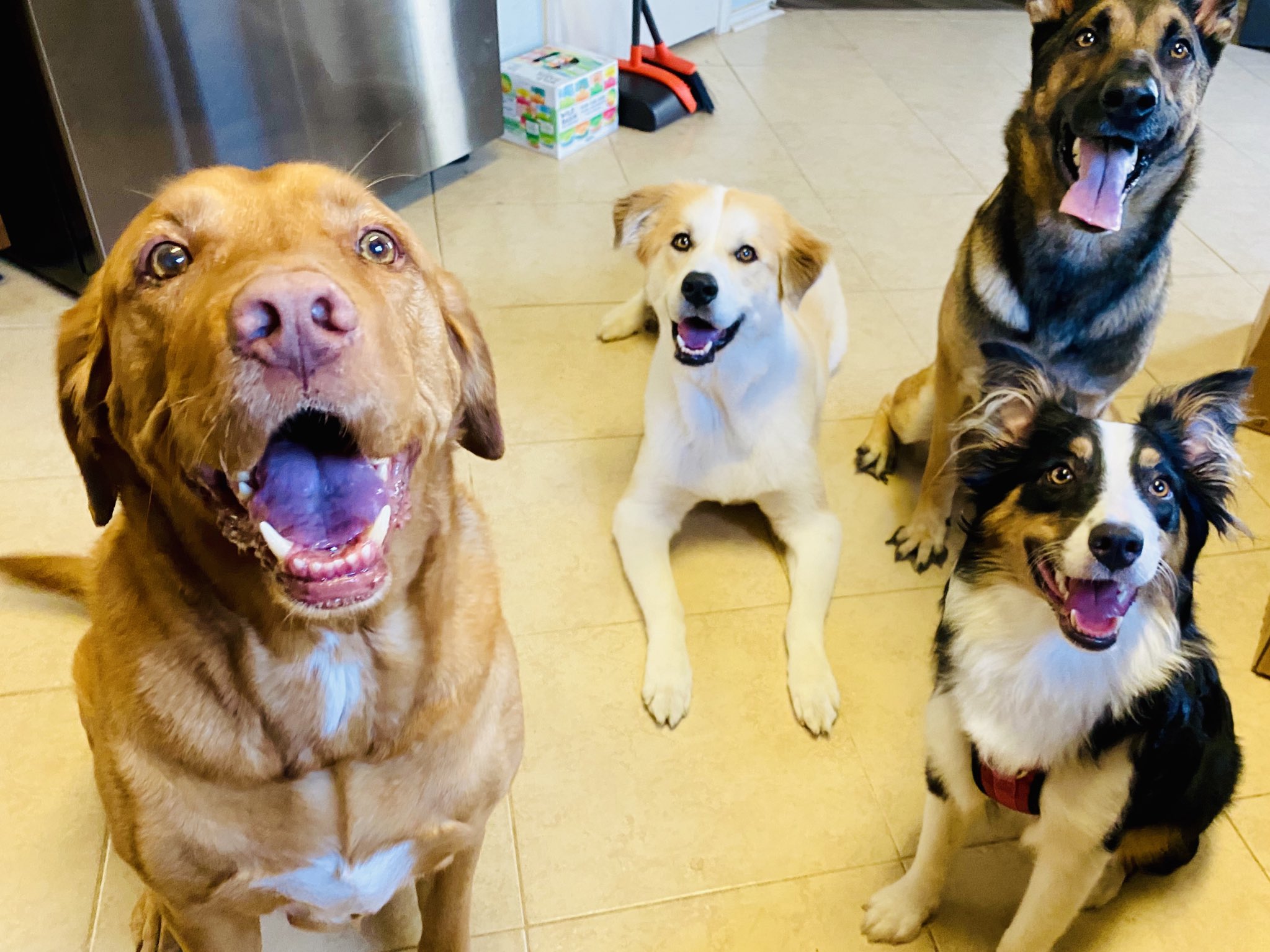 Apollo Dog Training (TrainingApollo) / Twitter