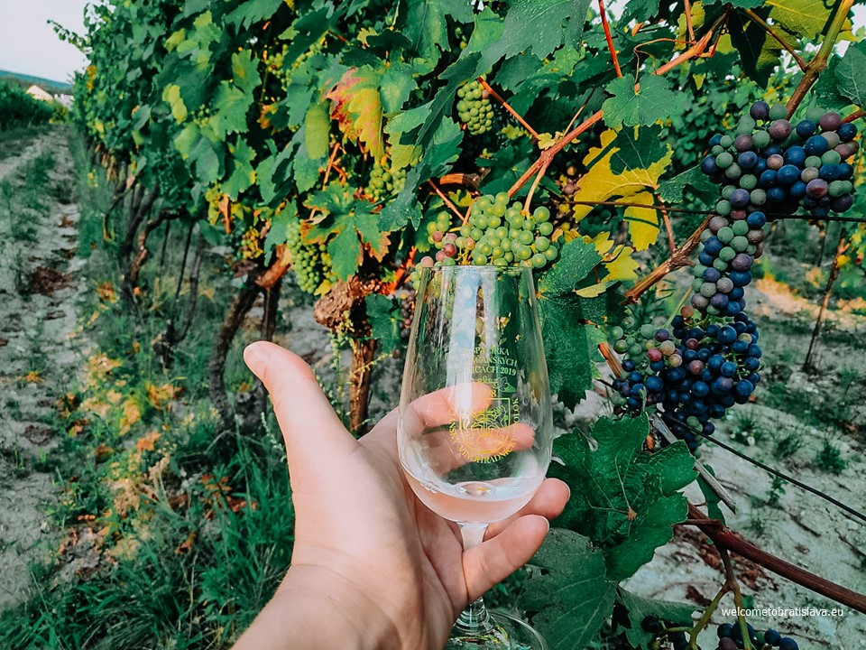 MyBratislava's tweet photo. RAČANSKÁ LOKÁLKA: LOCAL WINE TOUR IN RAČA - https://t.co/lI32OjJP13 https://t.co/0nCOuMPBlq