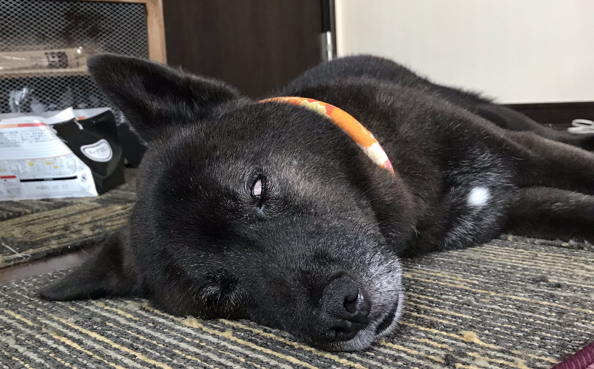 けいこal Twitter 半目爆睡猫 理子 と半目爆睡犬 源 T Co Oznbidoqck Twitter