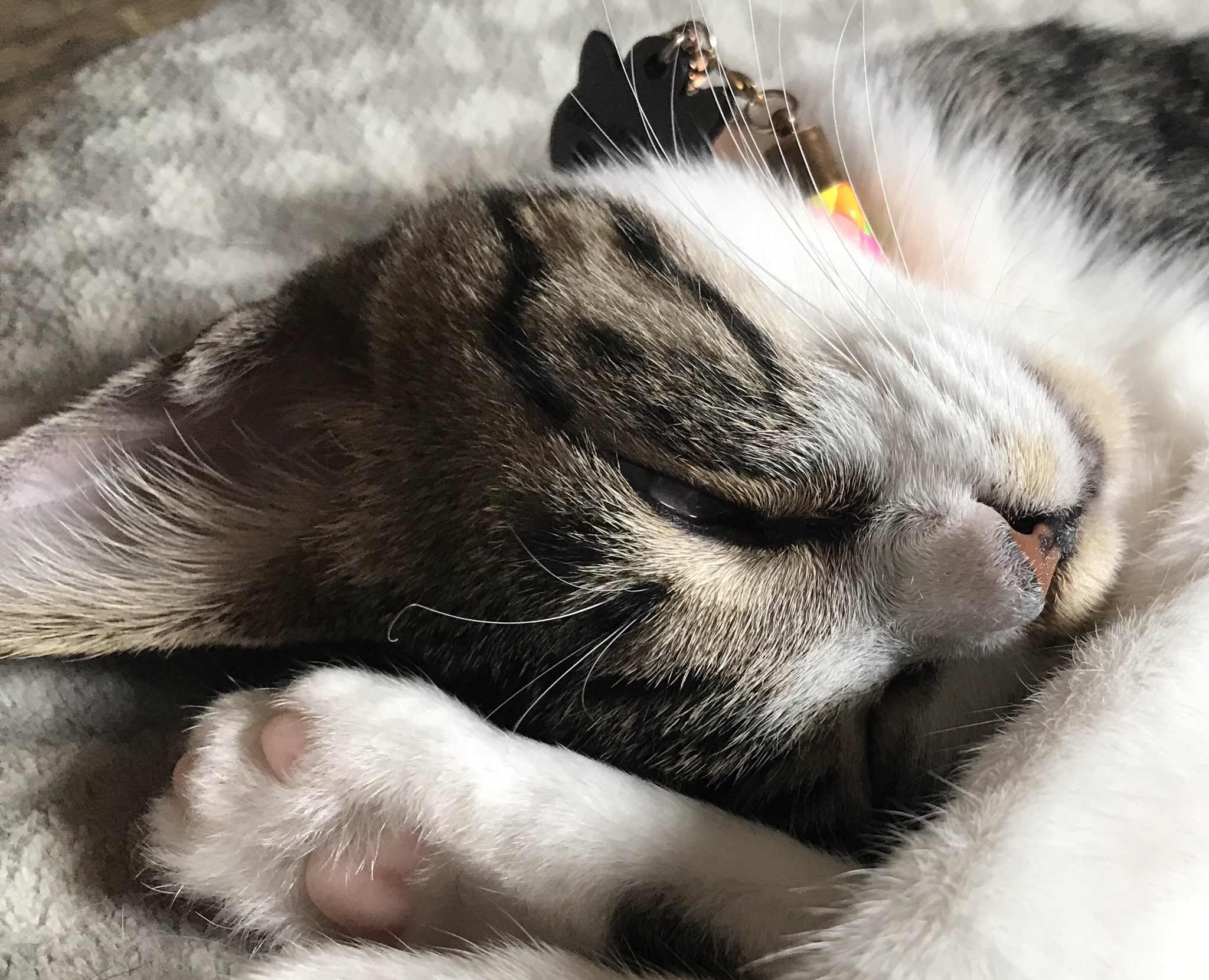 けいこal Twitter 半目爆睡猫 理子 と半目爆睡犬 源 T Co Oznbidoqck Twitter