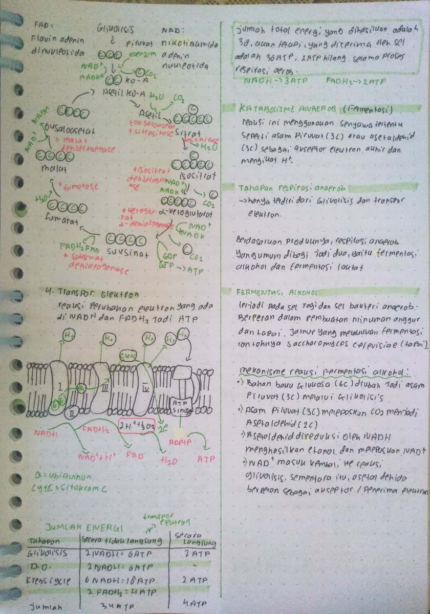 blckcrrntyx's tweet image. Karena temen sekelasku abis minta catatan jadi sekalian aja aku upload disini
BIOLOGI XII - METABOLISME
Sumber: pahamify, sks ipa, bigbook bio cmedia