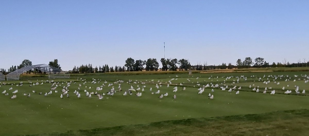 Has someone experienced SEAGULLS problems at your facility (stadiums, parks, golf courses, sod farms etc)? If so, what do you do to keep them away? <a href="/OldsCollege/">Olds College of Agriculture & Technology</a> <a href="/JoyAgnew3/">Joy Agnew</a> <a href="/WildlifeCa/">Wildlife</a>