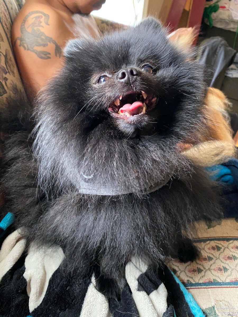 Fates114's tweet photo. #NWDogDugout BowserKingKoopa  @Nationwide https://t.co/i9MkBIP1ff