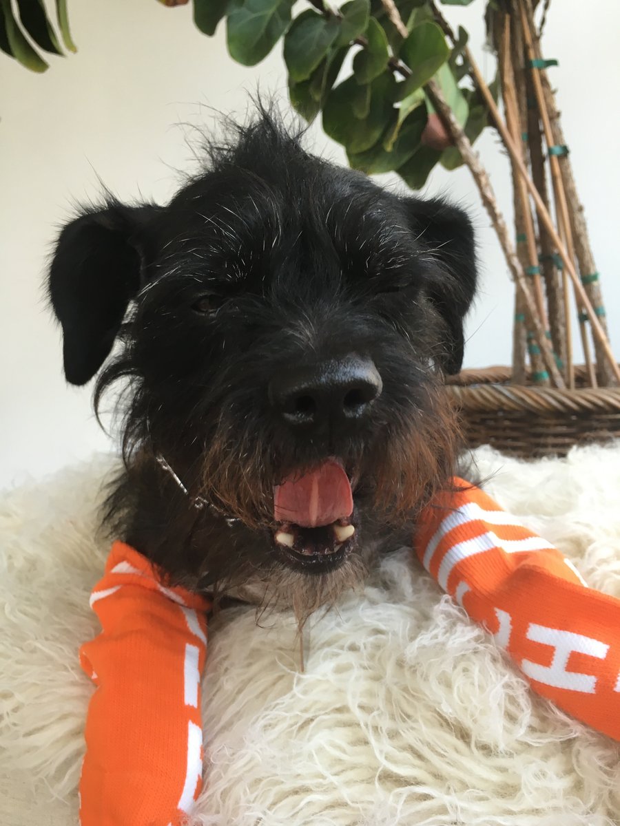 This dog is very lovable weirdo. ❤️

Happy International Dog Day, to Owen and all you other fabulous dogs out there!! 🎉

#dogs #internationaldogday #socks