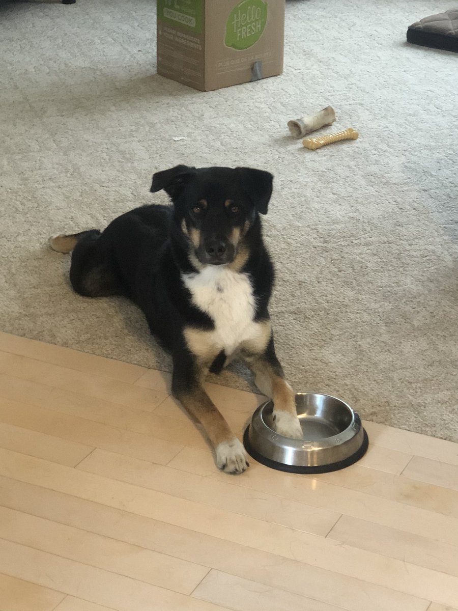 AWeiss123's tweet photo. Happy International Dog day! This one is about to get a new human to play with! #dinnertime #InternationalDogDay https://t.co/WnSXZ1C2fZ