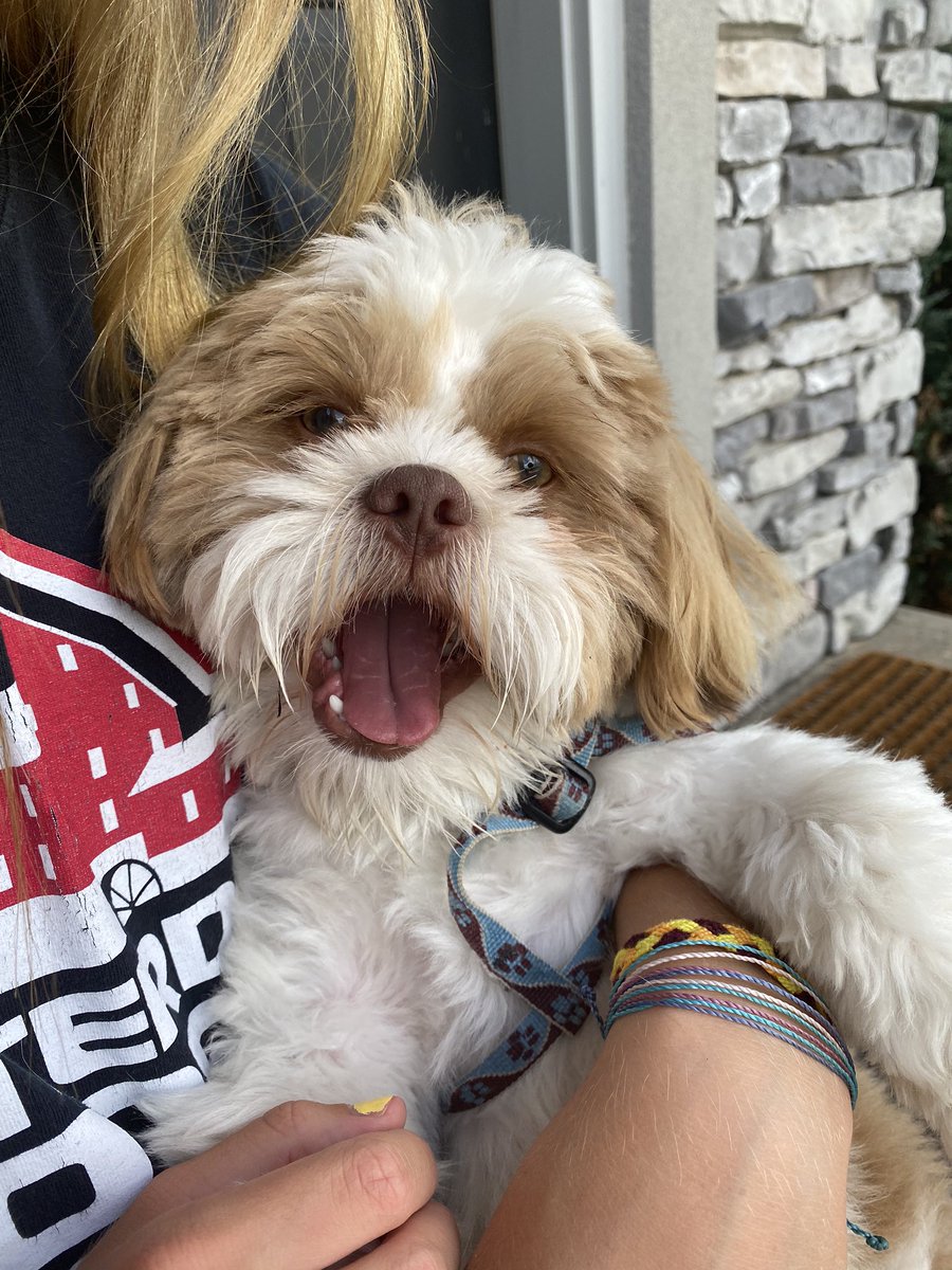 michaelrfisher2's tweet photo. #NationalDogDay The only one who truly understands me (no, not the one holding him)!! https://t.co/vG6OIHRuHu