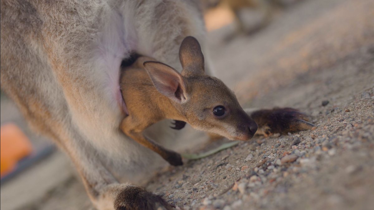 So many Kangaroo and Wallaby Joeys youtu.be/zhy6JntJ06c via <a href="/YouTube/">YouTube</a>