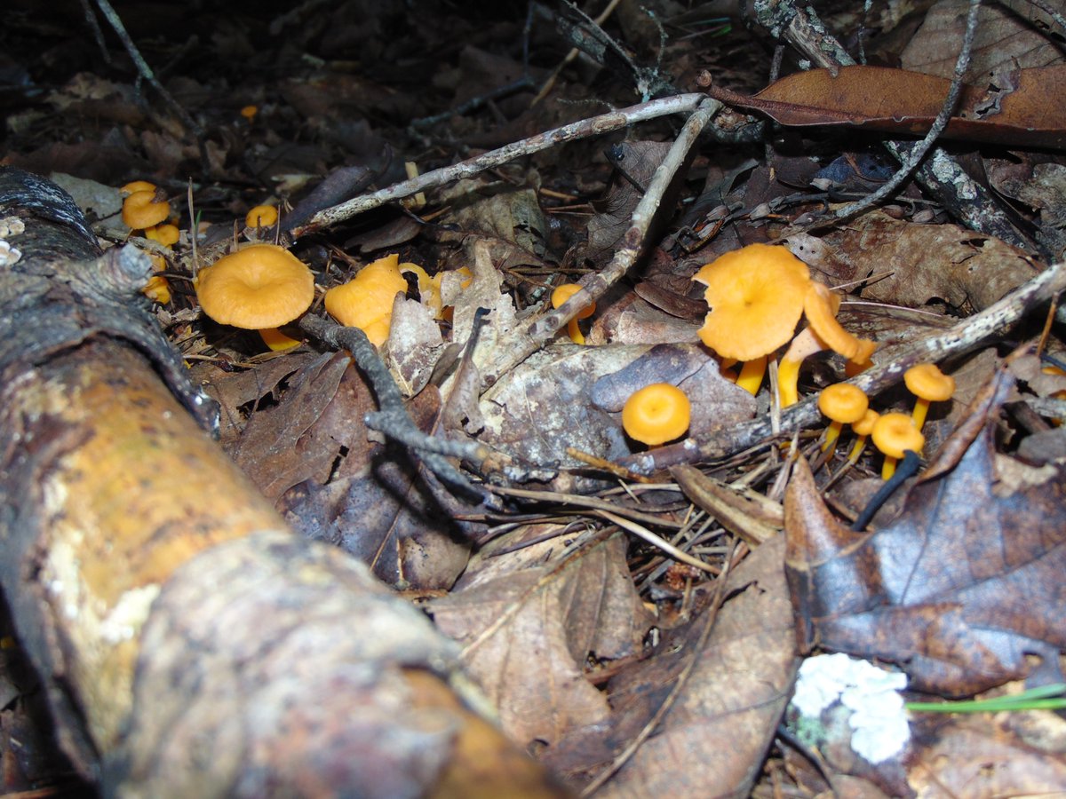 The 4th rule of the Mushroom Cult is to go in the woods and take pictures of mushrooms.