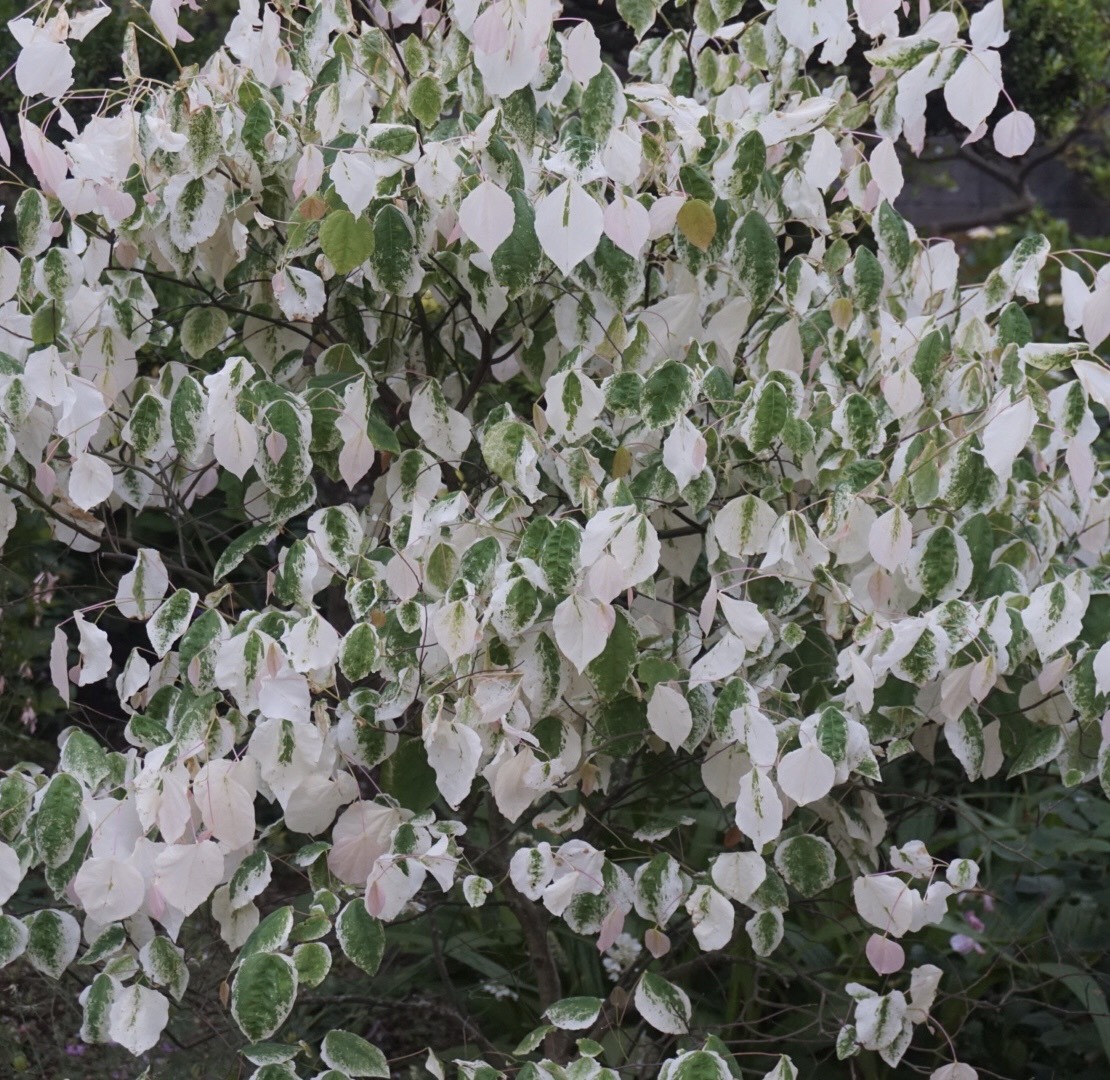 Rose Garden アメリカハナズオウ シルバークラウド ガーデニングの本で見てどうしても欲しくなり 取り寄せてもらった木 バラの頃に透き通ったピンクで芽吹く葉が だんだん白くなり 緑に変わっていきます 本当にきれいなリーフです 庭の花 花が好き Rose Garden アメリカハナズオウ シルバークラウド ガーデニングの本で見てどうしても欲しくなり 取り寄せてもらった木 バラの頃に透き通ったピンクで芽吹く葉が だんだん白くなり 緑に変わっていきます 本当にきれいなリーフです 庭の花 花が好き