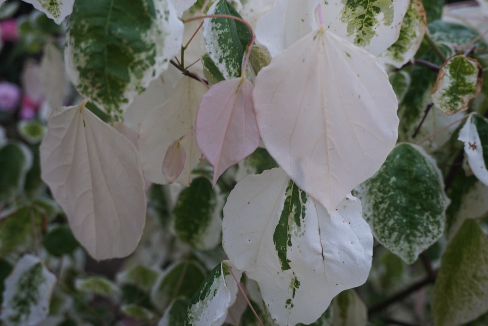 Rose Garden アメリカハナズオウ シルバークラウド ガーデニングの本で見てどうしても欲しくなり 取り寄せてもらった木 バラの頃に透き通ったピンクで芽吹く葉が だんだん白くなり 緑に変わっていきます 本当にきれいなリーフです 庭の花 花が好き