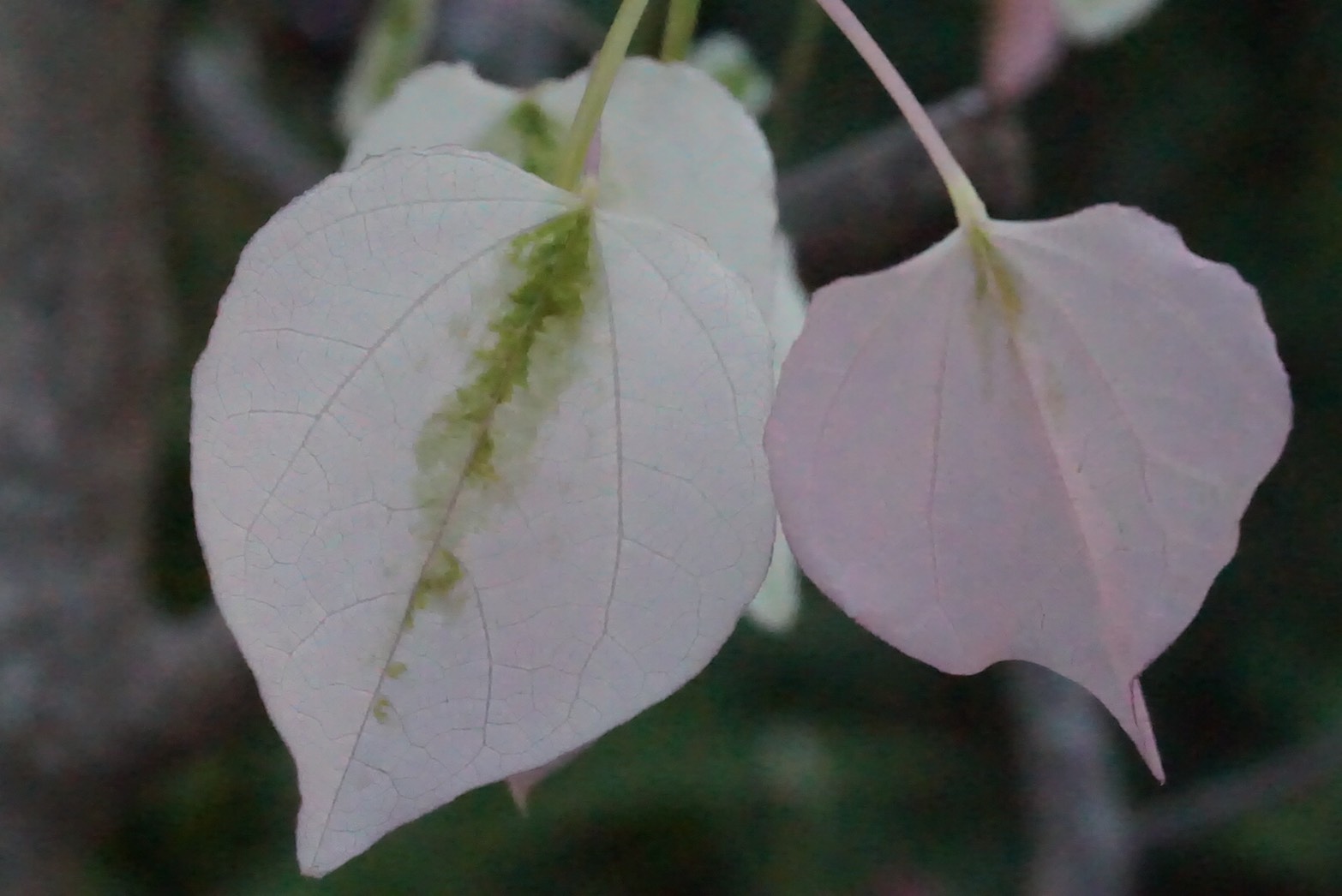 Rose Garden アメリカハナズオウ シルバークラウド ガーデニングの本で見てどうしても欲しくなり 取り寄せてもらった木 バラの頃に透き通ったピンクで芽吹く葉が だんだん白くなり 緑に変わっていきます 本当にきれいなリーフです 庭の花 花が好き