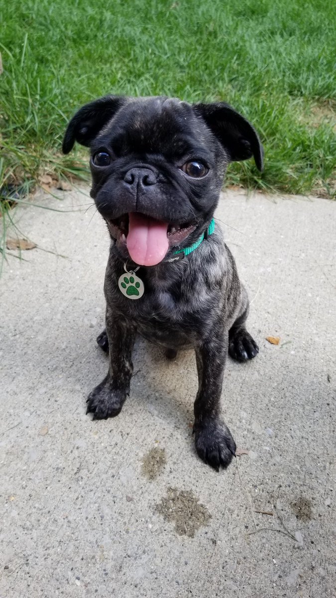 MyPugPua's tweet photo. Happy national dog day! https://t.co/dzyb24IaAu