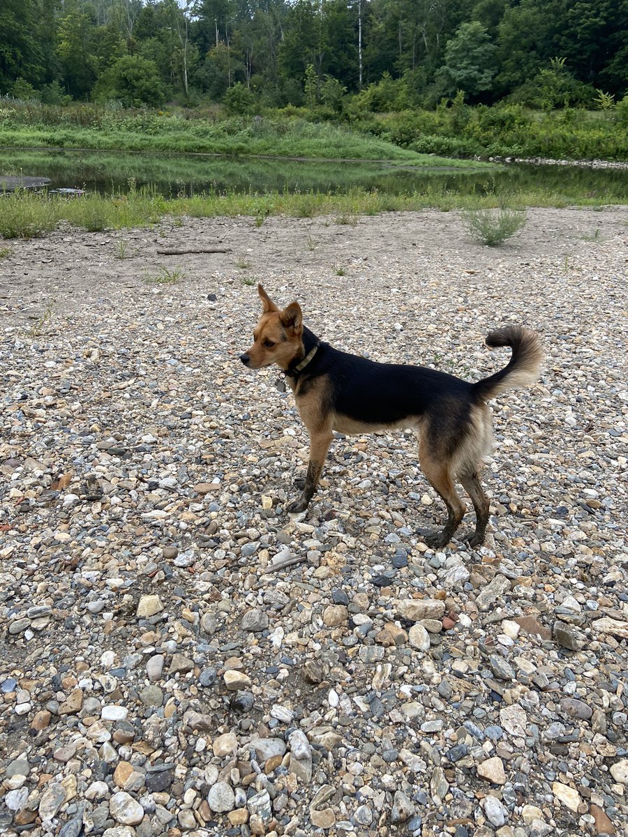 coldandsalty's tweet photo. @dog_rates Do foxes count? https://t.co/EFJa6M08oZ