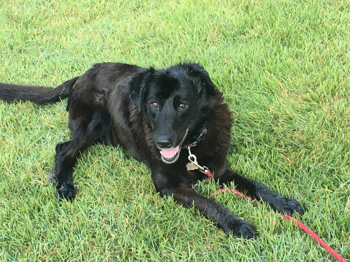 jcroyals's tweet photo. @dog_rates https://t.co/y2b8aEZjvJ