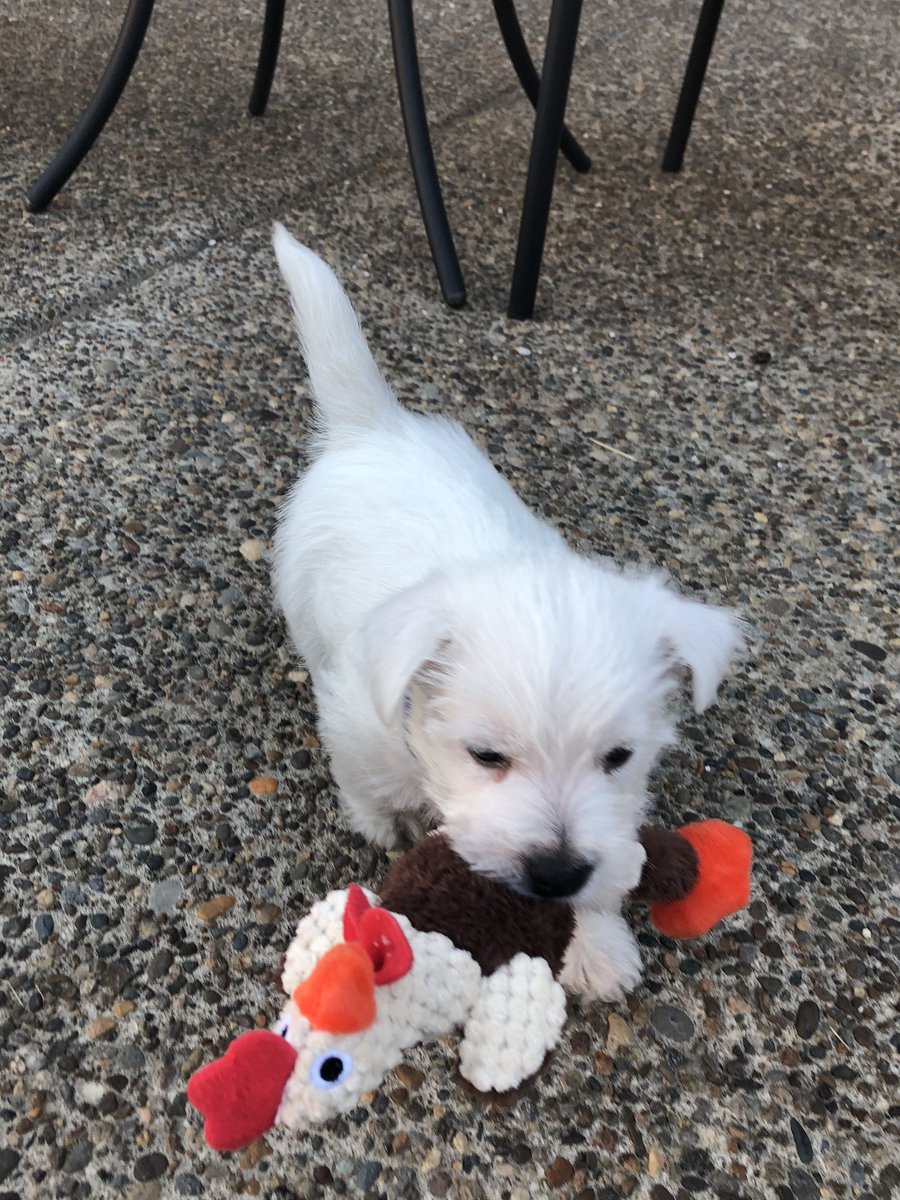 Holly Villamagna tweet media