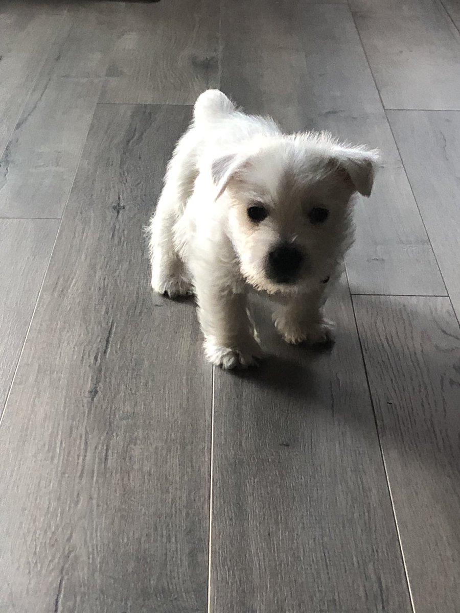 Holly Villamagna tweet media