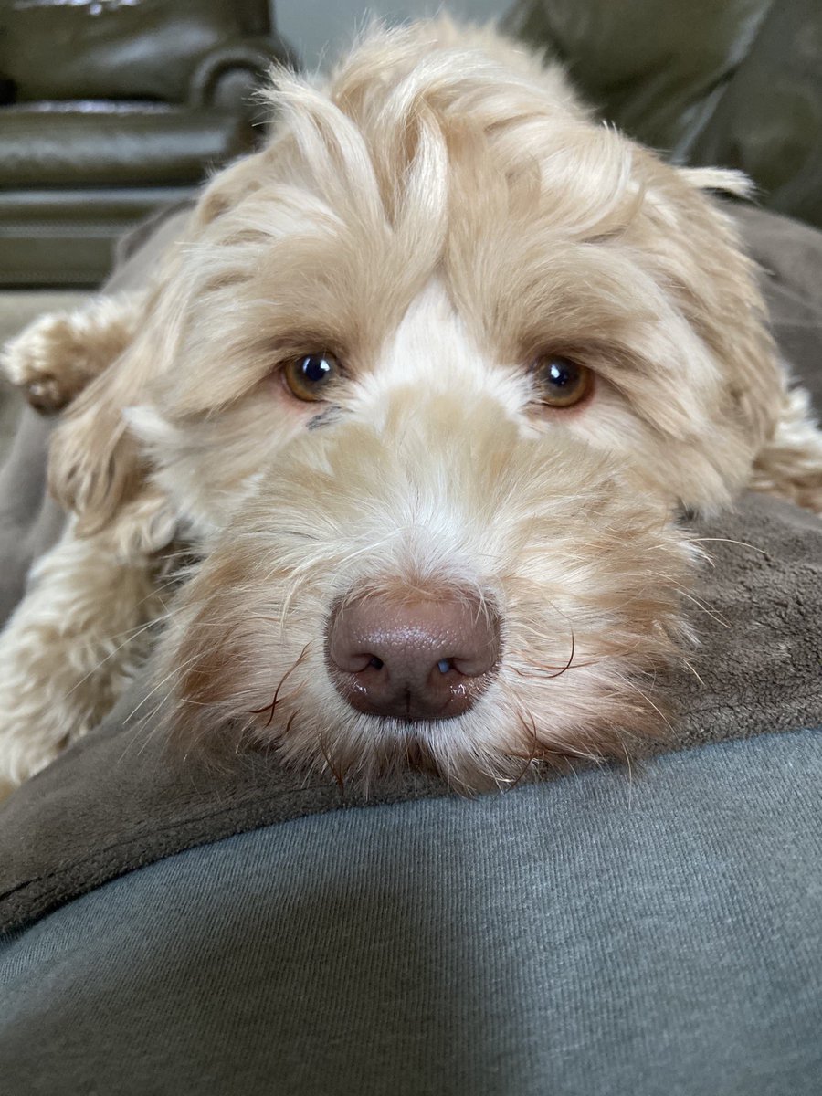 Timbrion's tweet photo. My Gal Matilda!! Happy Doggie Day!! #NationalDogDay2020 https://t.co/3YEilTVf61