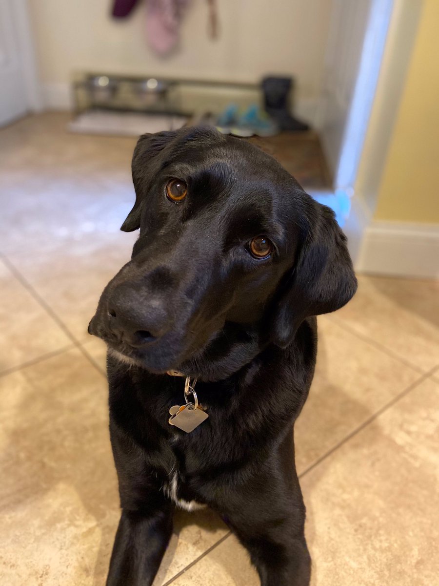 gyennaco's tweet photo. @OnlyInBOS Cleopatra #rescuepup #nelr https://t.co/UAONCsE0bz