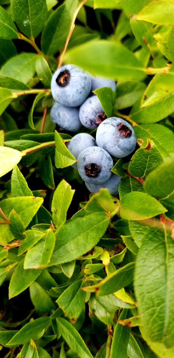 Love berry picking season! <a href="/Branch_NL/">Town of Branch</a>  #StayHomeYear2020 #Staycation2020 #baycation