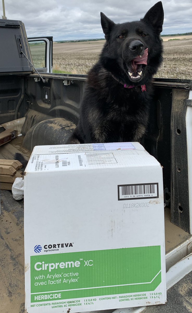 #InternationalDogDay Farm dog Lexi takes on bad guys like Cipreme XC takes on you’re toughest broadleaf weeds!! Shameless product plug, I don’t know why I’m not in marketing..😂. Better keeps my day job.  #ithinkimfunny