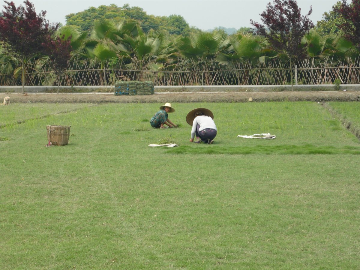 STRI_Australia's tweet photo. It’s moments like these when worldwide travel is restricted that you remember back to memorable experiences. Here was a visit to a #turf farm in #Chengdu, the turf farmworkers hand weeding the paddock.
#STRIgroup #STRIaus https://t.co/rSeo80nXBu