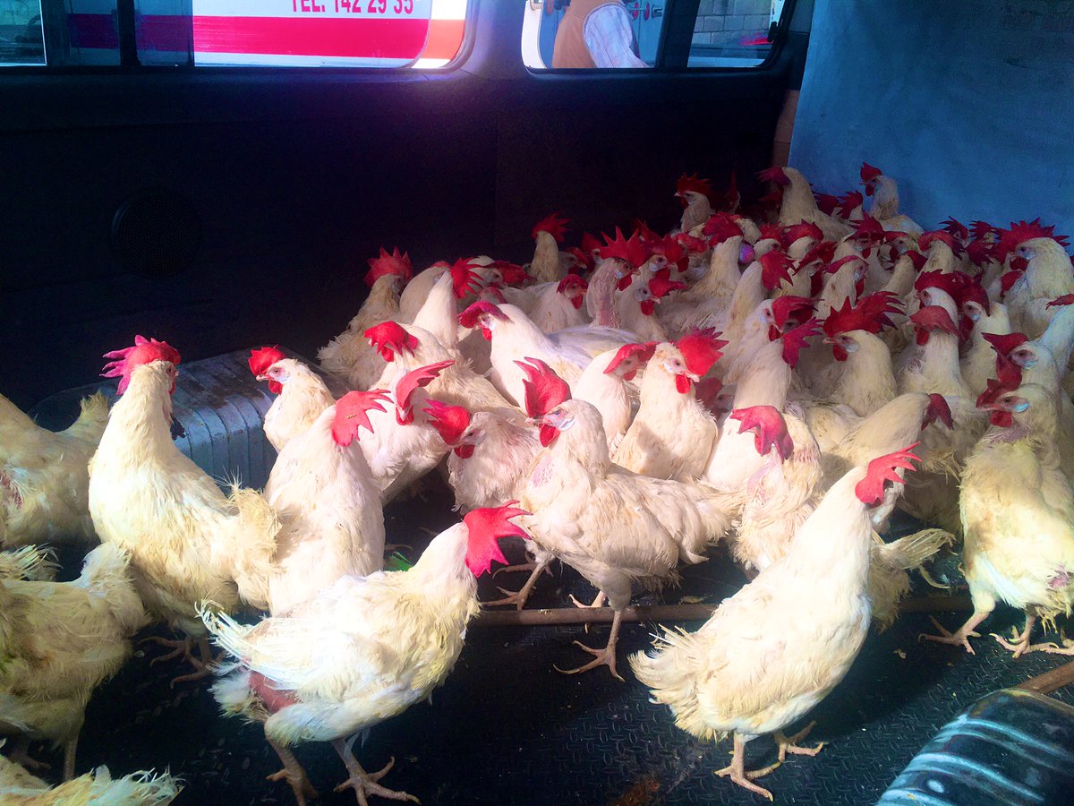 Javiereyescamil's tweet photo. Gracias al esfuerzo coordinado con líderes ejidales entregamos paquetes de #gallinas 🐓🐓 a familias de #Tenancingo https://t.co/H7Qp8Kcx7H