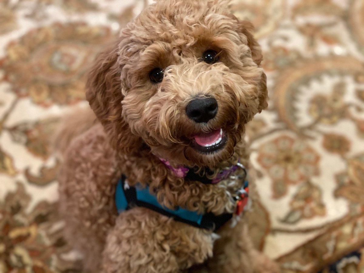 Happy #NationalDogDay