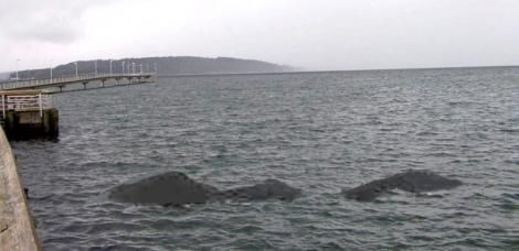 CryptidDaily's tweet image. 8/26: A sighting of an odd serpentine creature... What could it be doing so close to the shore?