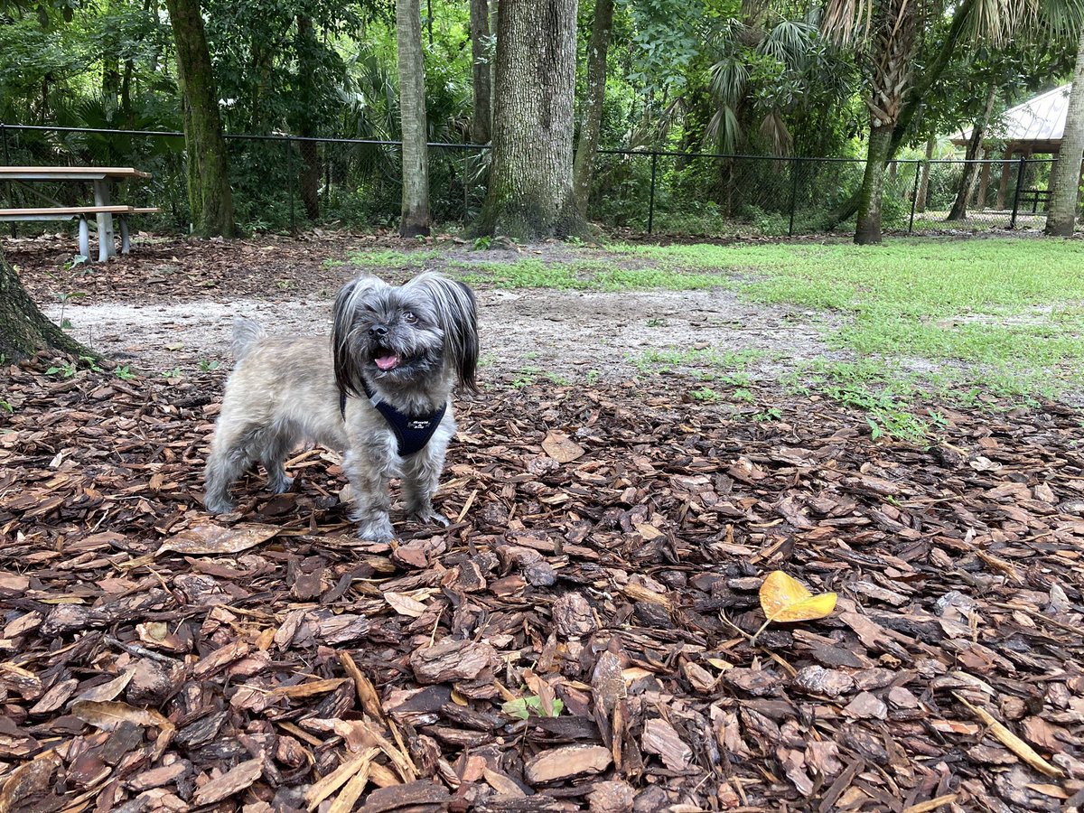 ForTheMor1's tweet photo. Sure do love my little adventure pup 🐾 #NationalDogDay2020 🐾#adventurepup https://t.co/DULXAU1VPB