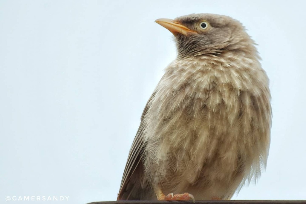 ' A very close shot... ' 😊
....
Jungle Babbler 📸
....
Bird Count: 132.  Unique Count: 48
.
.
.
.
#junglebabbler #babblerbird #babbler #closeupshot #birds #birdsofinstagram #birdwatching #instabird #your_best_birds #birding #birdofuttarakhand #bird_br… instagr.am/p/CEYDLKiM3KA/