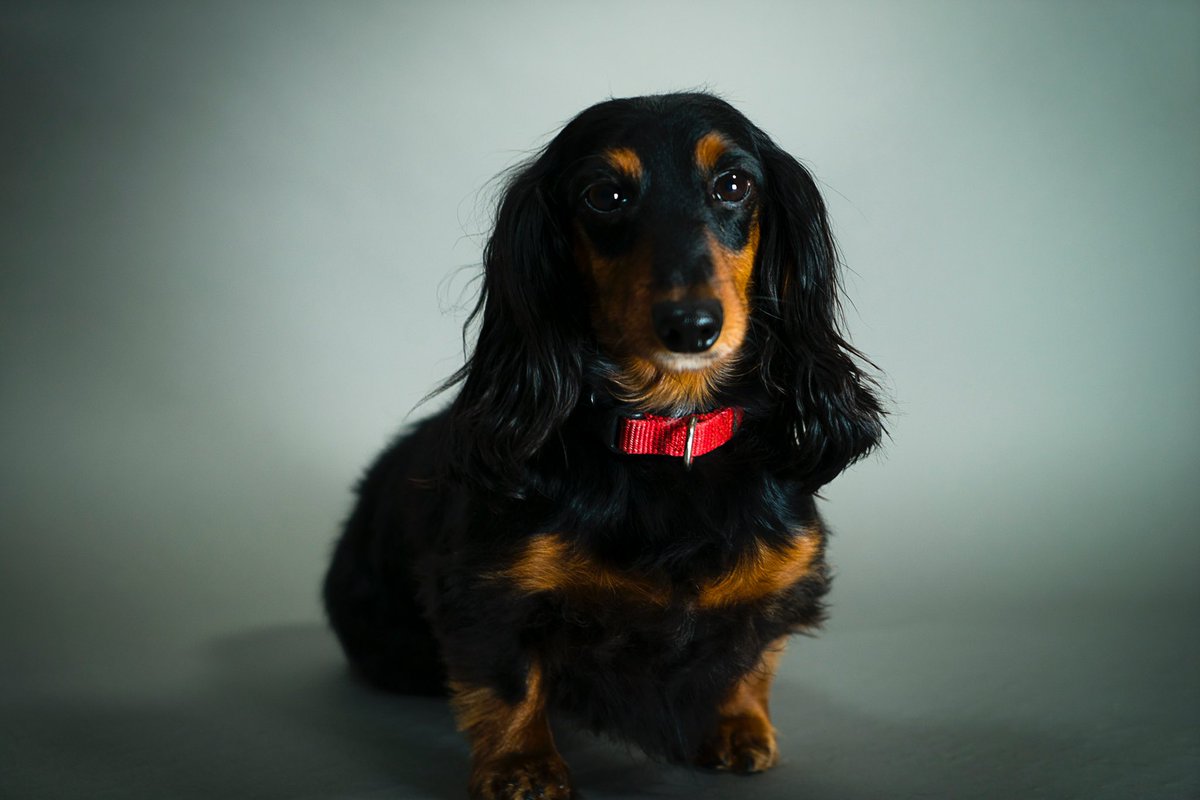 azkids's tweet photo. Happy national dog day to the one and only Stevie weenie #NationalDogDay https://t.co/9wHom1RG5k